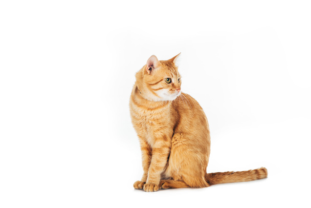 grappige harige gember kat zitten en op zoek weg geïsoleerd op wit - Foto, afbeelding