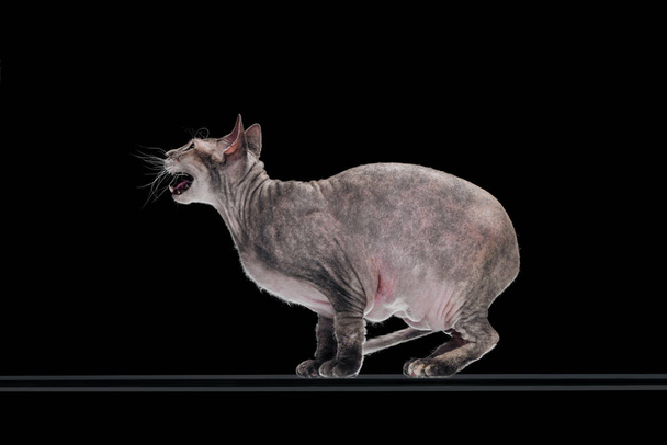 side view of domestic grey sphynx cat meowing isolated on black - Fotoğraf, Görsel