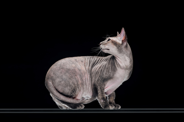 domestic grey sphynx cat looking away isolated on black - Foto, afbeelding