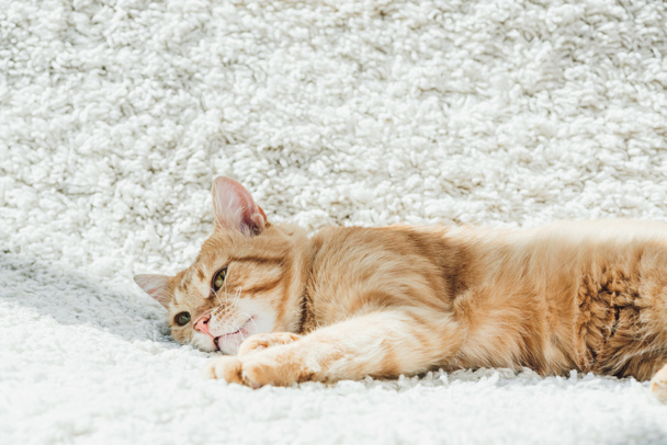 cute domestic ginger cat resting on white soft carpet in living room - Φωτογραφία, εικόνα