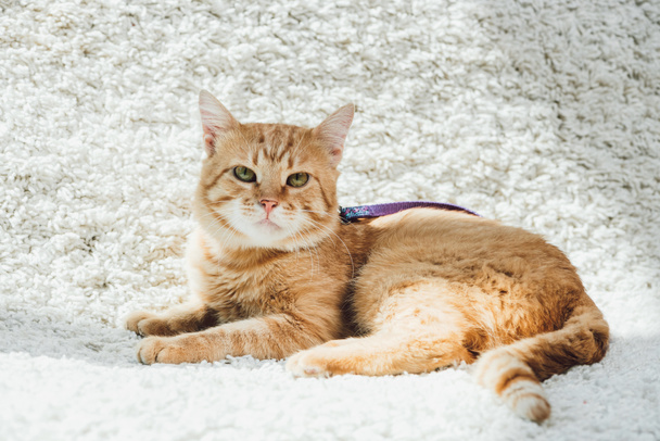 cute domestic red cat with leash lying on white soft carpet in living room and looking at camera - Fotografie, Obrázek