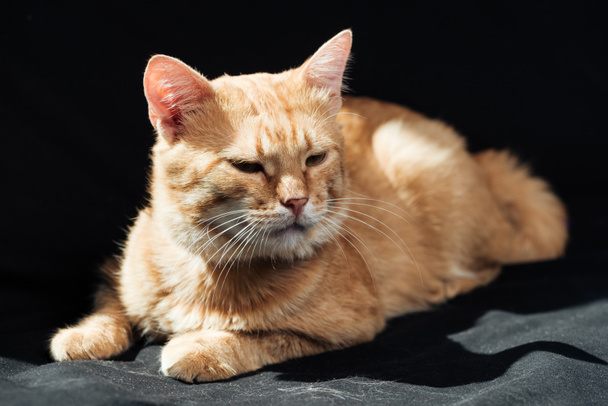 mignon domestique gingembre chat somnoler sur couverture noire
 - Photo, image