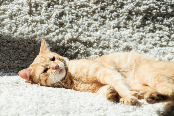 cute domestic red cat lying on white soft carpet in living room - Foto, Bild