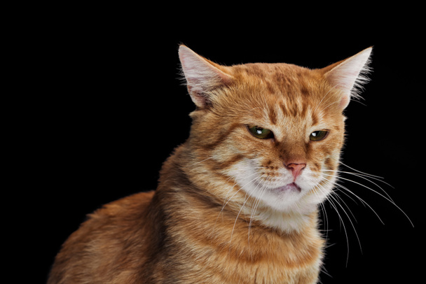 irritated domestic tabby cat isolated on black - 写真・画像