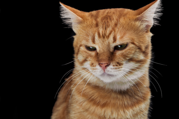 irritated domestic red cat looking down isolated on black - 写真・画像