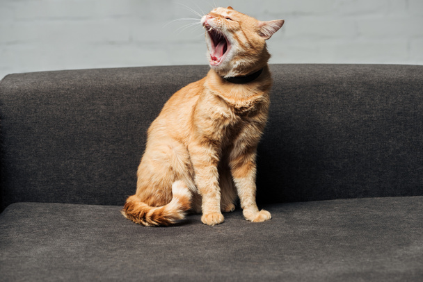 bonito doméstico gengibre gato sentado e bocejo no sofá na sala de estar
 - Foto, Imagem