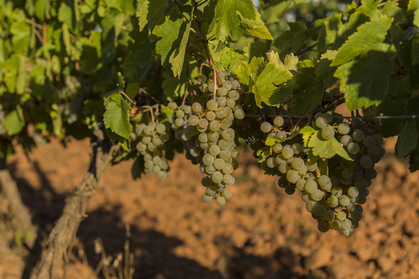 Виноградники с гроздьями спелого винограда для вина
 - Фото, изображение