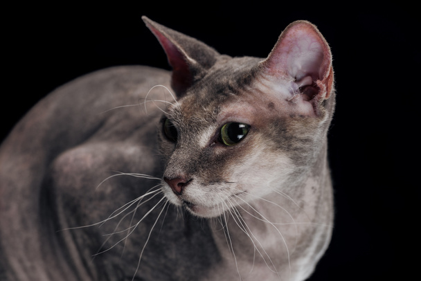 Sphynx γάτα με μακριά μουστάκια που αναζητούν μακριά απομονώνονται σε μαύρο - Φωτογραφία, εικόνα