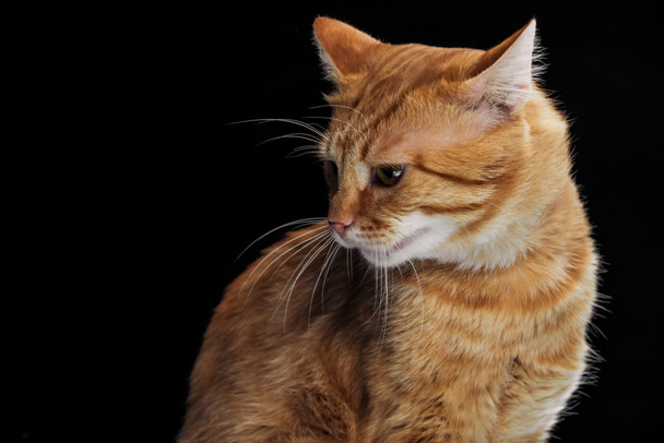 cute domestic red cat looking down isolated on black - Foto, Bild