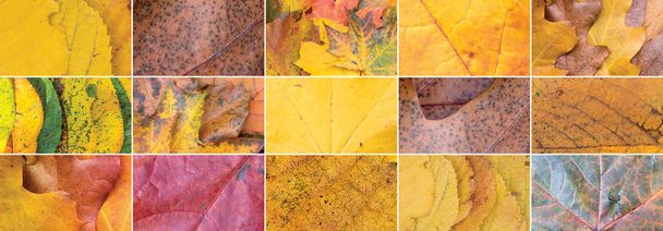 Autumn  leaves collage. Closeup of bright tree leaves. - Fotó, kép