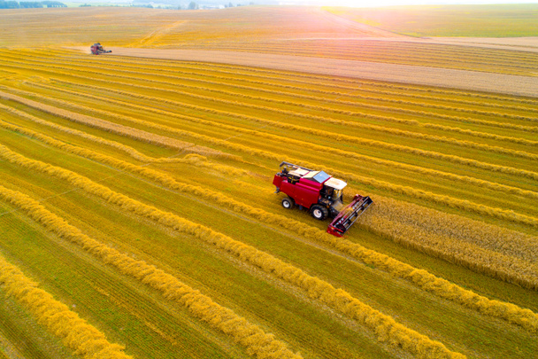Комбайновый комбайн на поле пшеницы во время сбора урожая. Сбор урожая
. - Фото, изображение