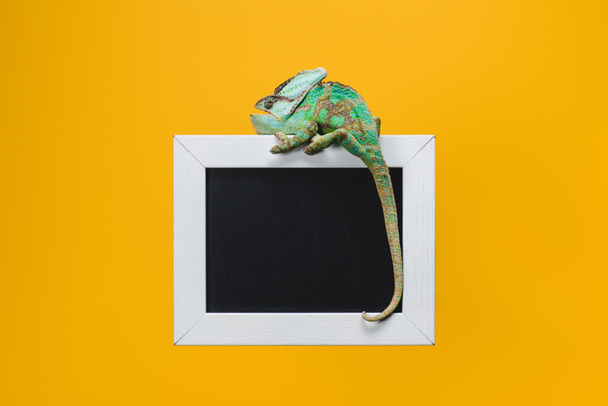 beautiful bright green chameleon on blackboard in white frame isolated on yellow - Photo, Image