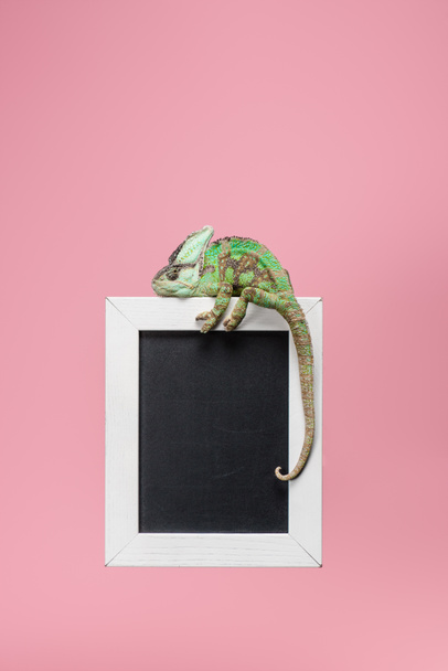 beautiful bright green chameleon on blackboard in white frame isolated on pink - Fotografie, Obrázek