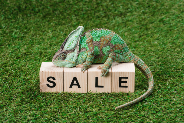 beautiful bright green chameleon sitting on wooden cubes with word sale - 写真・画像