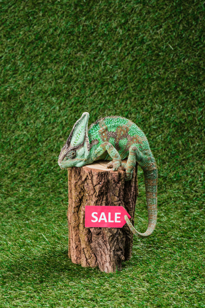 side view of beautiful bright green chameleon sitting on stump with sale sign - Photo, Image