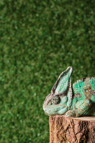 beautiful chameleon with camouflage skin sitting on stump - Zdjęcie, obraz
