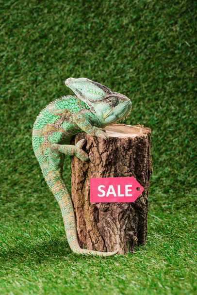 hermoso camaleón verde brillante escalada en muñón con signo de venta
 - Foto, imagen