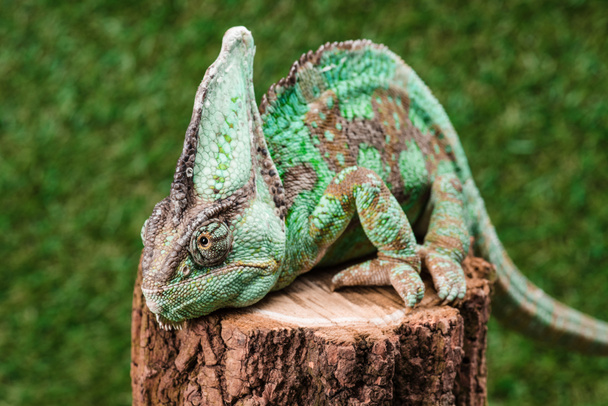 close up of beautiful bright green chameleon sitting on stump - Zdjęcie, obraz