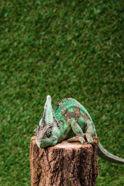 Piękny zielony kameleon siedzi na pniu z zielonej trawie jako tło - Zdjęcie, obraz