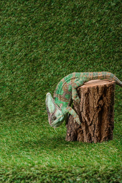 side view of beautiful bright green chameleon climbing down stump - Foto, imagen