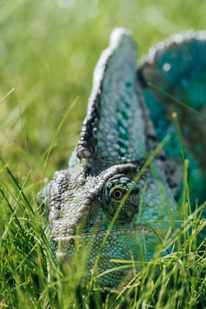 красивый ярко-зеленый хамелеон сидит в зеленой траве
 - Фото, изображение