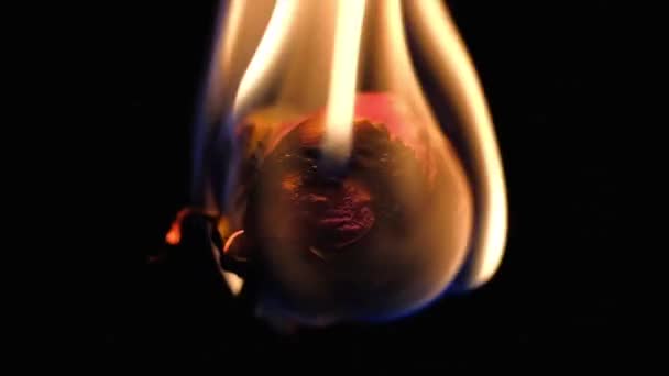 gedroogde bloem brandt op een zwarte achtergrond - Video