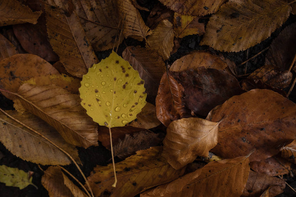 Hojas caídas de otoño con gotas de lluvia. Gotas en la hoja de otoño
 - Foto, imagen
