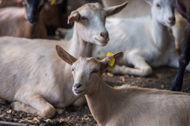 Chèvres à la ferme
 - Photo, image