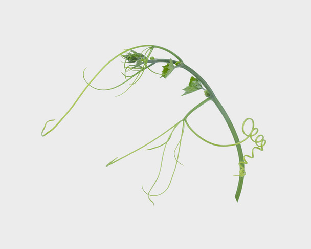 Yeşil sarmaşık bitki üzerinde izole gri arka plan, kırpma yolu - Fotoğraf, Görsel