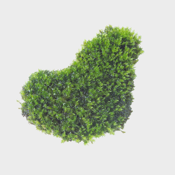 Зеленый мох изолирован на сером фоне, путь обрезки
 - Фото, изображение