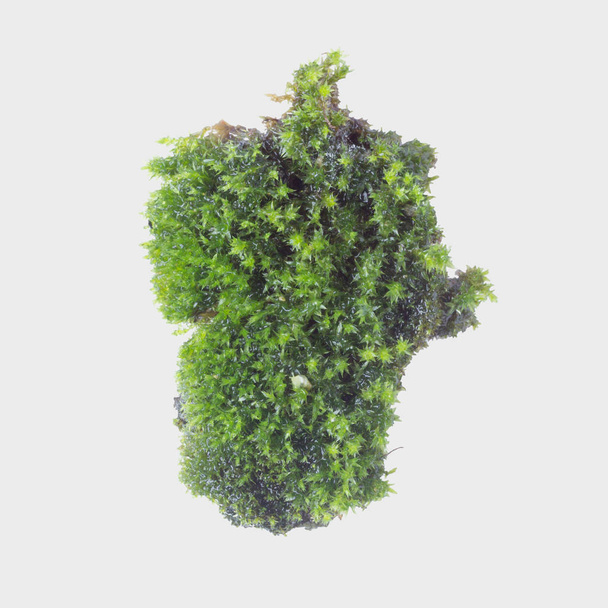 Green moss on gray background, clipping path - Photo, Image