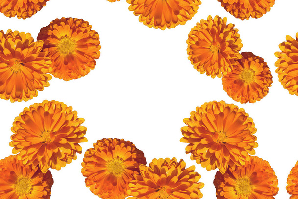 seamless pattern of orange calendula flowers in bloom isolated on white background with space for text  - 写真・画像