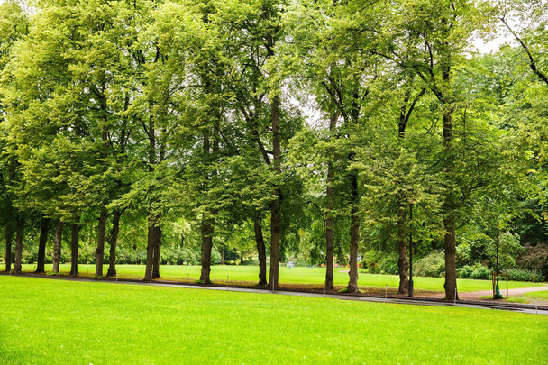 Bomen in het park in Oslo, Noorwegen. - Foto, afbeelding
