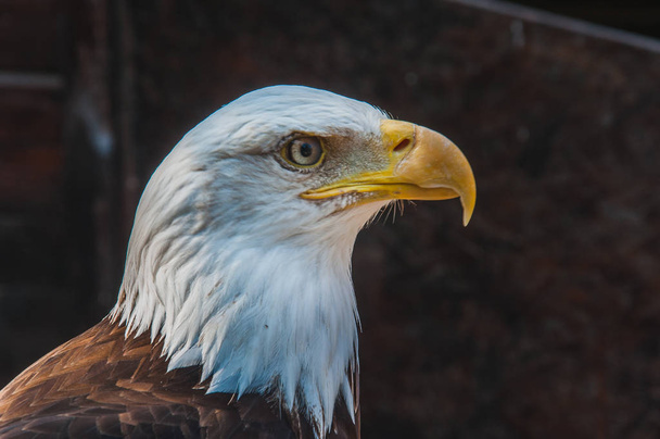 Portret bald eagle godło Stanów Zjednoczonych Ameryki - Zdjęcie, obraz