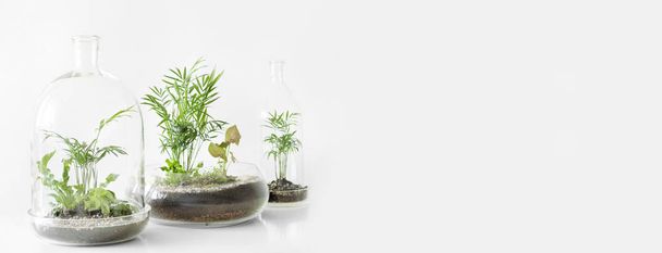 Few green plants in pots protected by a glass dome bottle on a white background. - Foto, afbeelding