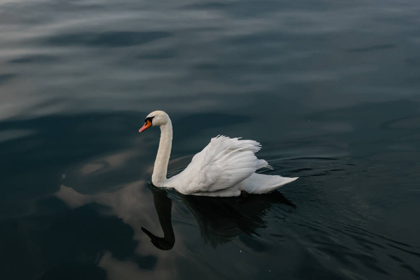 Valkoinen joutsen tyynellä vedellä
 - Valokuva, kuva