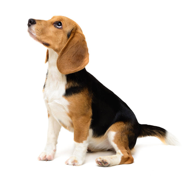 Beagle köpek dişi beyaz izole - Fotoğraf, Görsel