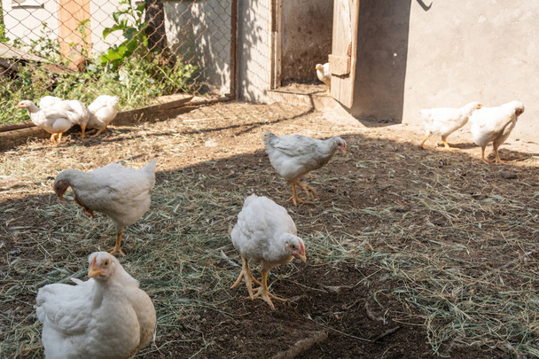 Vleeskuikens op een landelijke Pluimveebedrijf. Kip in dierlijke landelijke boerderij. - Foto, afbeelding