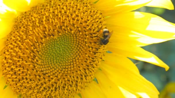 Slunečnicový pracovní bee slunečným počasím zblízka přírodní energii ekologického zemědělství čisté farmu venku pyl včely medonosné - Záběry, video