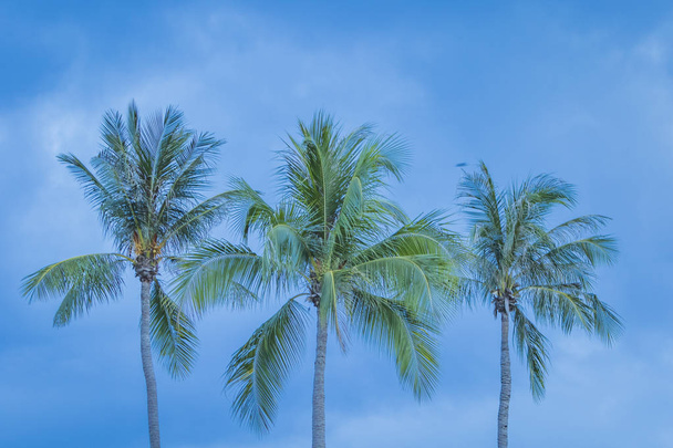 пальми на тропічному острові
 - Фото, зображення