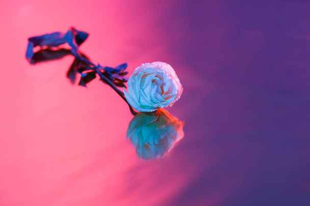Csokor rózsaszín, a lila és a kék Rózsa a világos háttér, árnyék. - Fotó, kép