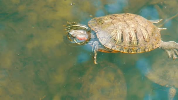Schildkröte steckte ihren Kopf aus dem Wasser. Schildkröte im Park in einem künstlichen Teich - Filmmaterial, Video