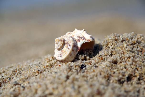 Shell su una spiaggia di sabbia. Crostacei su una sabbia. Shell in riva al mare
. - Foto, immagini