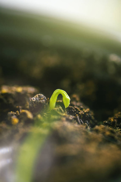 Closeup shot of small new green sprout growing out of soil in sunlight flare - organic bio fruit and vegetable cultivation - Photo, Image
