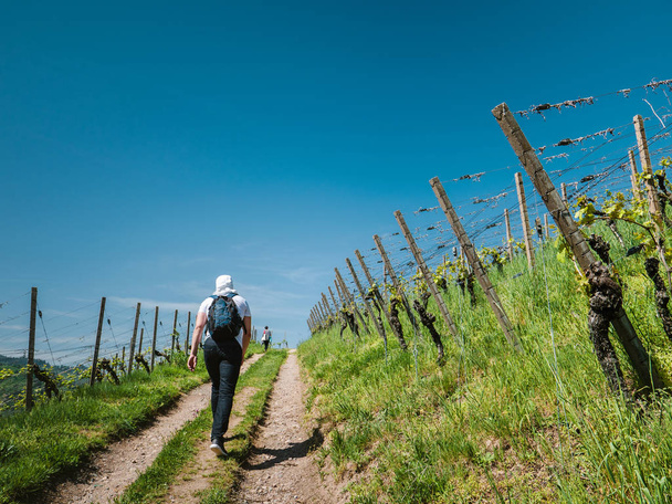Felismerhetetlen férfi hátizsák, séta fel a vidéki út között felfedezni a német szőlő, a nyári nap napfény szőlő-zöld szőlő ültetvények hátulnézet - Fotó, kép