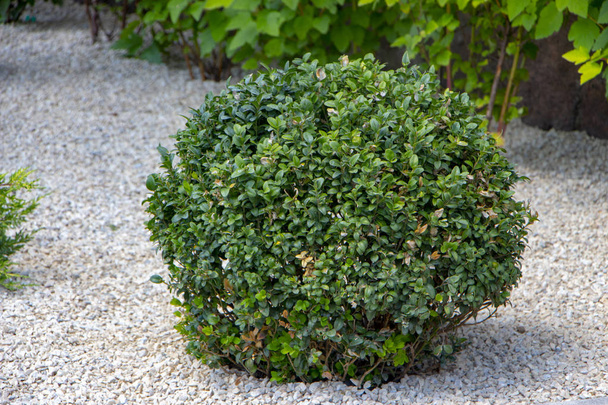Lawn with plants. Boxwood, evergreen foliage plant close up - 写真・画像