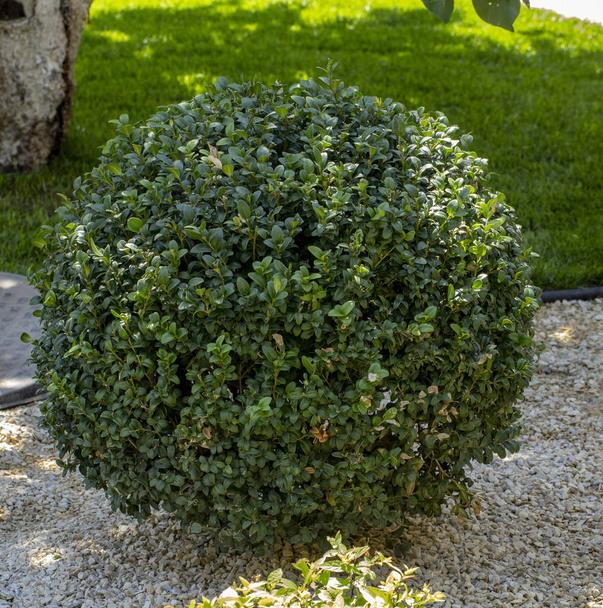 Газон з рослинами. Боксвуд, рослина вічнозелене листя крупним планом
 - Фото, зображення