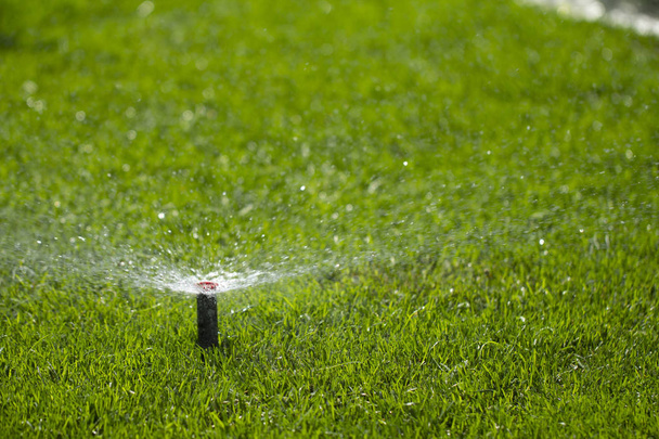 automatic sprinkler system watering the lawn on a background of green grass, close-up - Photo, Image
