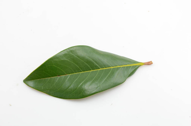 Магнолія листя на білому тлі. плоскі мирян, top погляд - Фото, зображення