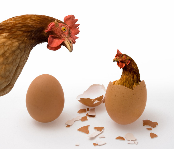 Kurczaka lub jajko na białym, filozofia pytanie, kto był pierwszy. Filozoficzne dylemat - Zdjęcie, obraz